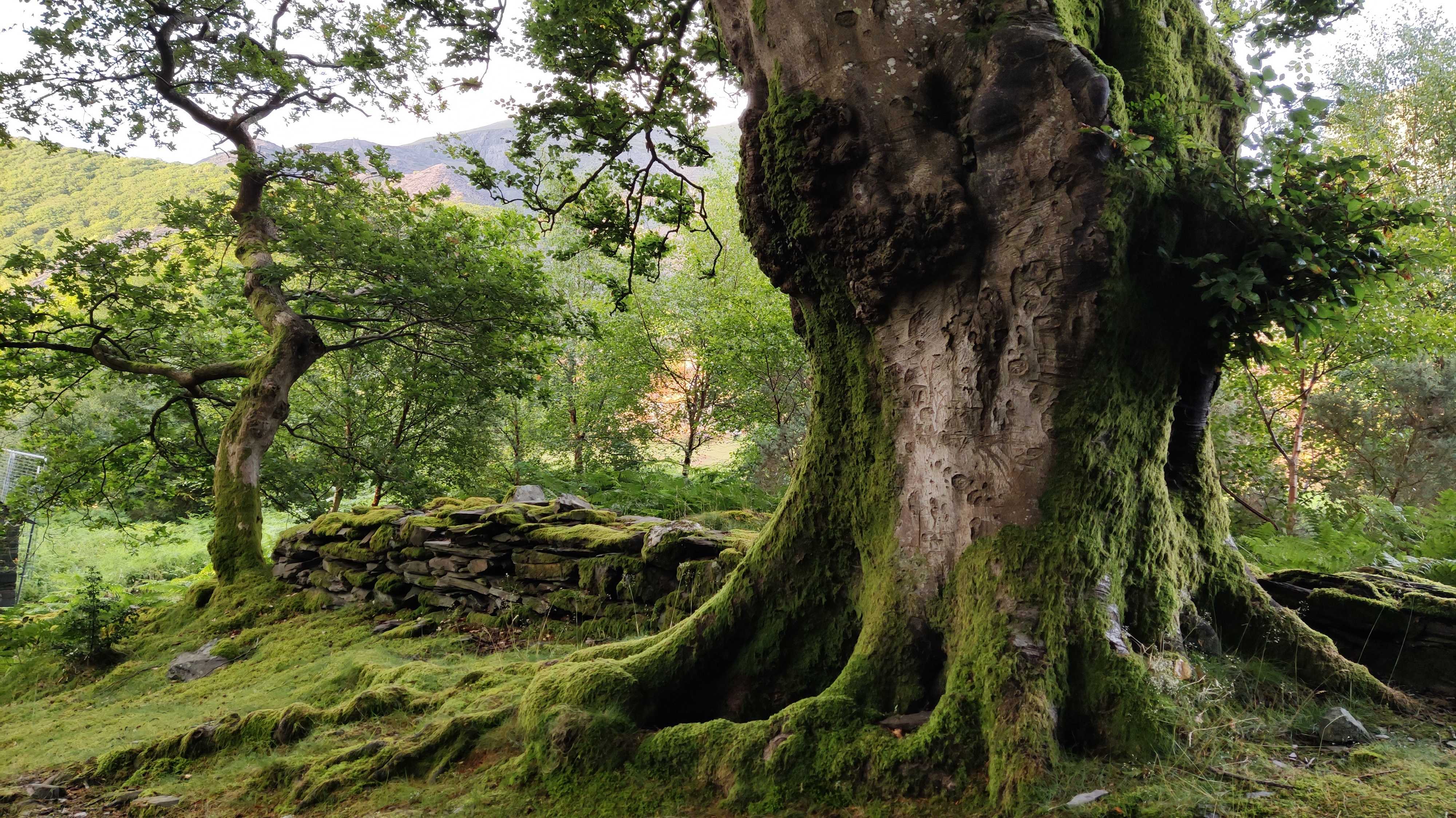 A mossy tree on a trail in a forest